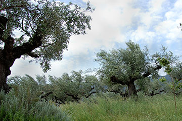 villa meropi olive grove